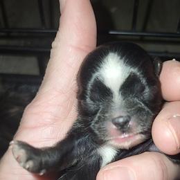 Stinker - Black male Shih Tzu puppy in Willard, Utah from Shih-tzu Queen