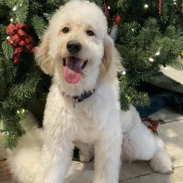 Bella - Goldendoodle