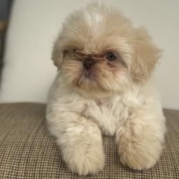 Leo - Cream and white male Shih Tzu puppy in Bentonville, Arkansas from Boujee Buns Dachshunds