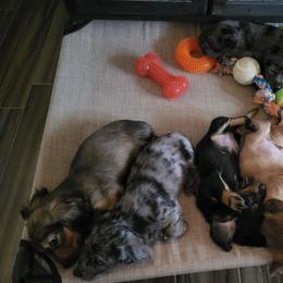 Dachshund Puppies from Harris Hugs and Wiener Wiggles