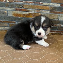 Girl 1 - Black and tan female Pembroke Welsh Corgi puppy in Visalia, California from VIP Stables