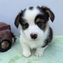 Trek-Fluff Carrier - Black and tan male Pembroke Welsh Corgi puppy in Scottown, Ohio from Wyndy Ridge Corgis