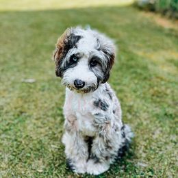 Mustard Collar - Merle male Cockapoo puppy in Missoula, Montana from Big Sky Cockapoos
