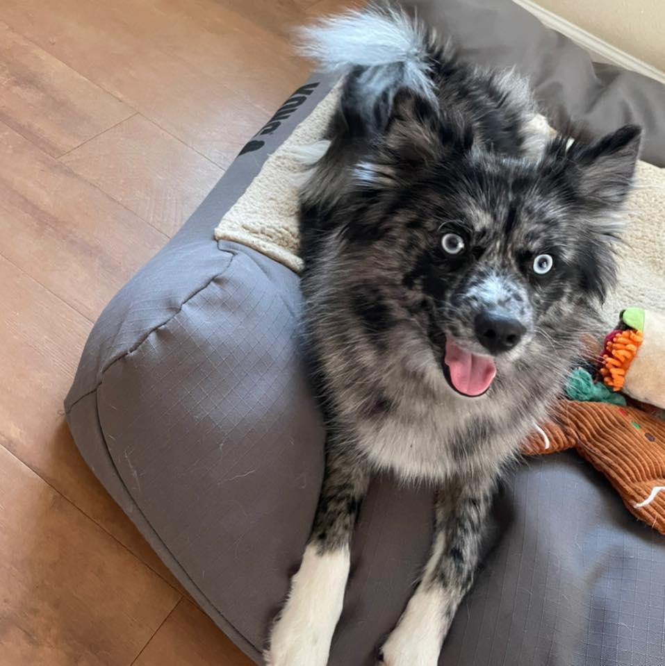 JsPomskies in Georgia | Pomsky puppies | Good Dog