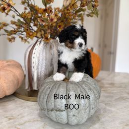 Black Collar - Tri-color male Bernedoodle puppy in Springville, Utah from JW Doodles