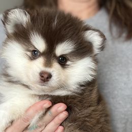 Dorthy - Pomsky puppy in Grass Valley, California from Karalot Pomskies