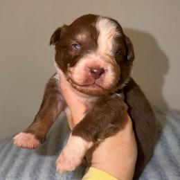 Reese - Red tri-color male Australian Shepherd puppy in Anniston, Alabama from All Hale Aussies