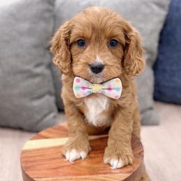 Peep - Red male Cavapoo puppy in Ormond Beach, Florida from Florida Coast Doodles