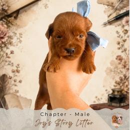 Chapter - Red  male Goldendoodle puppy in Norcross, Georgia from Teddy Puppies