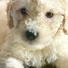 Bernedoodles from Family Jewels Kennel