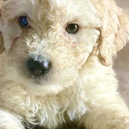 Bernedoodles from Family Jewels Kennel