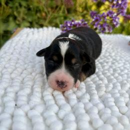 Miniature Australian Shepherd Puppies from DLT MiniAussie