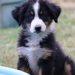 Australian Shepherd Puppies from Knight's Aussies