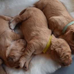 Goldendoodle Puppies from Wild Blum Doodles