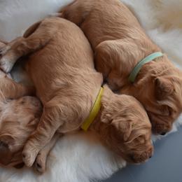 Goldendoodle Puppies from Wild Blum Doodles