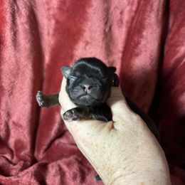 Boy 1 - Red male Shih Tzu puppy in Sharon, Pennsylvania from Keystone Danes and Shih tzus