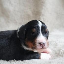 Marcel - Tri-color male Bernedoodle puppy in Folsom, Louisiana from DoodlesFarmCo