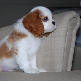 Cavalier King Charles Spaniel Puppies from Halloweentown cavaliers