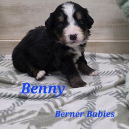 Benny - Black rust and white male Bernese Mountain Dog puppy in Radcliffe, Iowa from Berner Babies