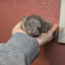 Indie - Blue and tan female Pomeranian puppy in El Sobrante, California from Little Lovers Kennels, LLC