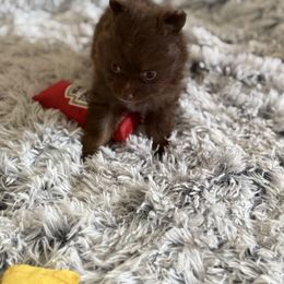 Randall Chocolate - Chocolate male Pomeranian puppy in Centuria, Wisconsin from Petite FurryTails