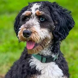 Millie - Bernedoodle