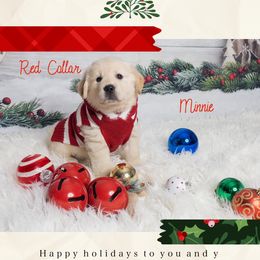 Golden Retriever Puppies from Ruff Life Goldens