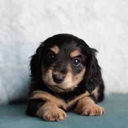 Sonic AKC 3500 - Black and cream male Dachshund puppy in Krum, Texas from Tired Chef Dachshunds