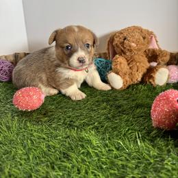 Ruby - Sable female Pembroke Welsh Corgi puppy in Millsap, Texas from Punchy Pembroke Ranch