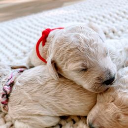 Girl 3 - Goldendoodle puppy in Burns, Tennessee from The Sunny Doodle