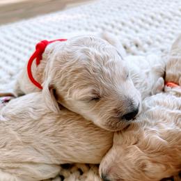 Girl 3 - Goldendoodle puppy in Burns, Tennessee from The Sunny Doodle