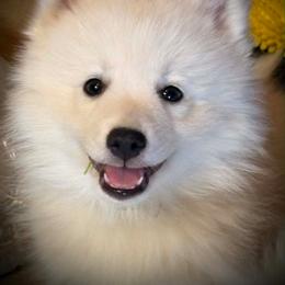 Boy 1 - White male Japanese Spitz puppy in Sebastopol, California from IMag Japanese Spitz