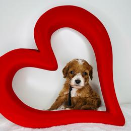 Black Collar - Red  female Goldendoodle puppy in Miami, Florida from GoldStar Doodles USA