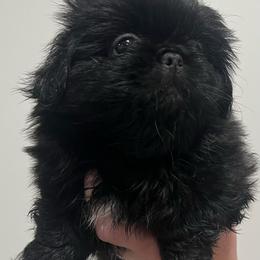 Full AKC Girl - Black female Pekingese puppy in Hustontown, Pennsylvania from Triple I Pekes
