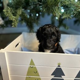 Noelle - Orange Girl - Parti Goldendoodle puppy in Erlanger, Kentucky from Life is Golden Doodles