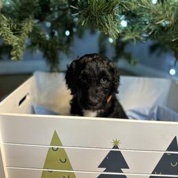 Noelle - Orange Girl - Parti Goldendoodle puppy in Erlanger, Kentucky from Life is Golden Doodles