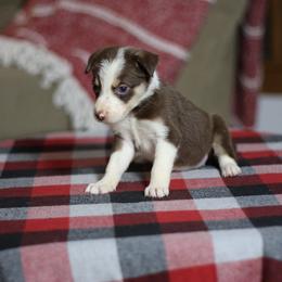 Girl 7 - Tri-color female Border Collie puppy in Cadiz, Ohio from Graham Livestock