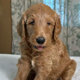 Huckleberry - Red  male Goldendoodle puppy in Osage City, Kansas from Golden Ridge Goldens