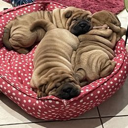 Chinese Shar-Pei Puppies from Sunspire Shar-Pei