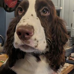English Springer Spaniel Puppies from Shogun Spaniels
