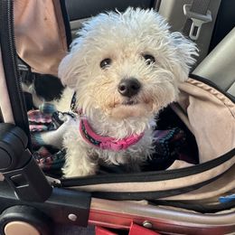 Melody - Bichon Frise