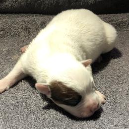 L65-07 - Red speckled male Australian Cattle Dog puppy in Sheridan, Oregon from 6pk Cattledogs