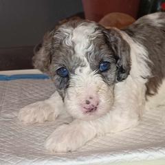 Boy 1 - Goldendoodle puppy from Luna's Doodles