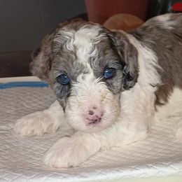 Boy 1 - Goldendoodle puppy from Luna's Doodles