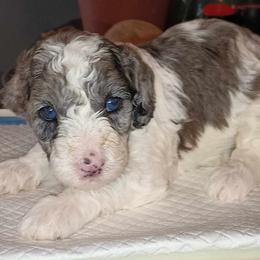 Boy 1 - Goldendoodle puppy from Luna's Doodles