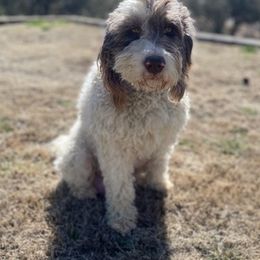 Bernedoodles from Di's Doodles