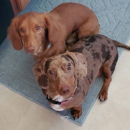 Dachshunds from Rodgers Acres
