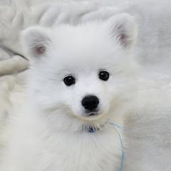 American Eskimo Dog Puppies from SoCal American Eskimos