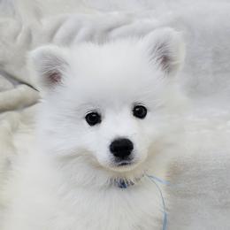 American Eskimo Dog Puppies from SoCal American Eskimos