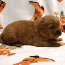 Levi - Dark golden male Golden Retriever puppy in New Weston, Ohio from Bertke AKC Golden Retrievers and Bernese Mountain Dogs